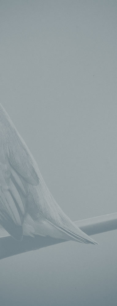 Bird Slice 2