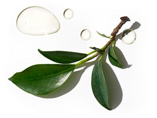Ingredient closeup